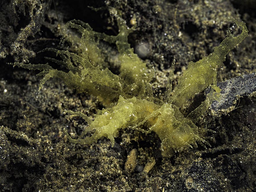 Melibe sp. 1